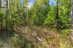 LOT 36 CON D SAUBLE FALLS Parkway South Bruce Peninsula