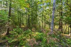 LOT 36 CON D SAUBLE FALLS Parkway South Bruce Peninsula