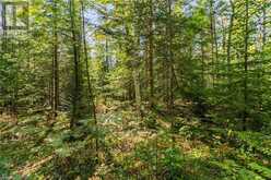 LOT 36 CON D SAUBLE FALLS Parkway South Bruce Peninsula