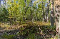 LOT 36 CON D SAUBLE FALLS Parkway South Bruce Peninsula