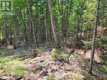 LOT 5 FAIRY FALLS Road Baysville