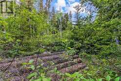 LOT 53 SPRY SHORE ROAD Northern Bruce Peninsula