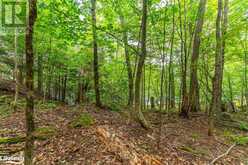 1024 TARPAPER Trail Haliburton