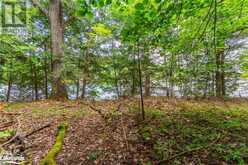 1024 TARPAPER Trail Haliburton