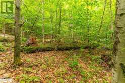 18.4 ACRES ADELINE Trail Haliburton