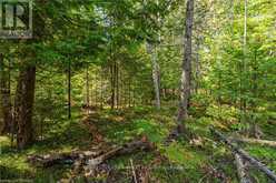 LOT 36 SAUBLE FALLS PARKWAY South Bruce Peninsula