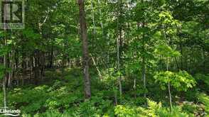 LOT 1 TALLY HO WINTER PARK Road Lake of Bays