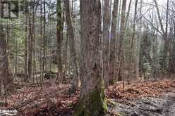 0 CLIVE Trail Haliburton