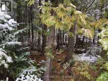 LOT 11 NORBURN ROAD Northern Bruce Peninsula