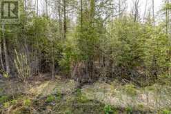 LOT 438 CHAMPLAIN ROAD Tiny