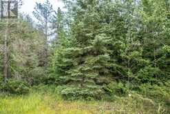 LOT 250 MCGUIRE BEACH ROAD Kawartha Lakes