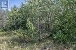 LOT 250 MCGUIRE BEACH ROAD Kawartha Lakes