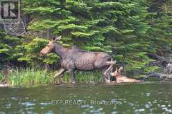 25 CAMP QUETICO ROAD Atikokan