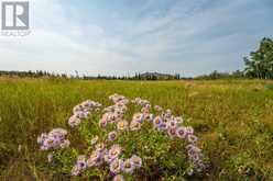 300 16th Avenue SW Rural Foothills