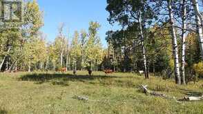 108 Acres bordering Kananaskis Rural Foothills