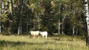 108 Acres bordering Kananaskis Rural Foothills